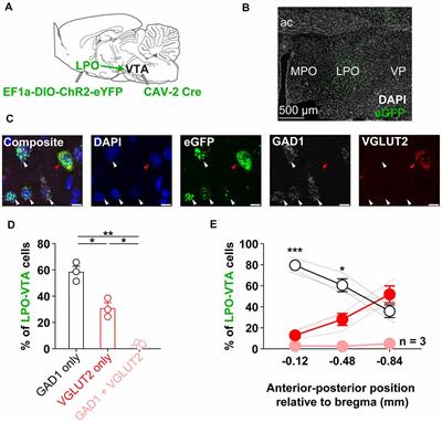 The Lateral Preoptic Area and Its Projection to the VTA Regulate VTA Activity and Drive Complex Reward Behaviors